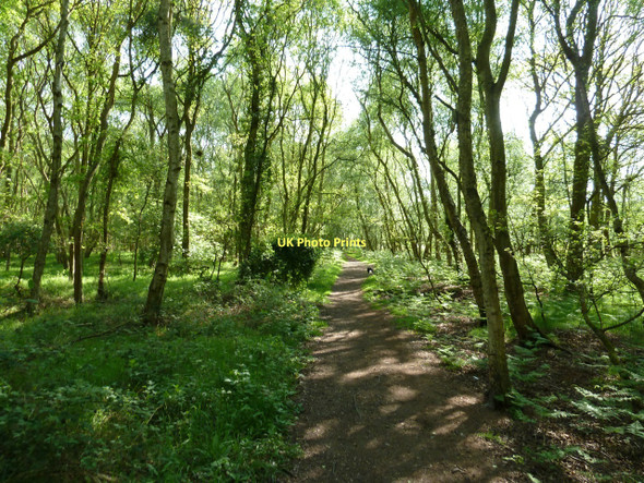 Photo 6"x4" Flitwick Moor Ampthill c2011
