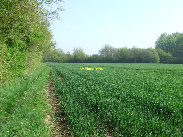 Photo 6"x4" Field Boundary Colchester Green c2011