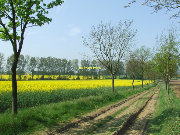 Photo 6"x4" Yellow Rape Thorpe Green\/TL9354 c2011