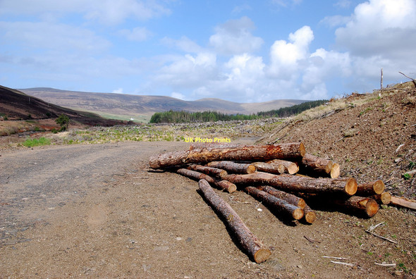 Photo 6"x4" Felled and Trimmed Logs Kingsburgh \/ Cinnseaborg c2011
