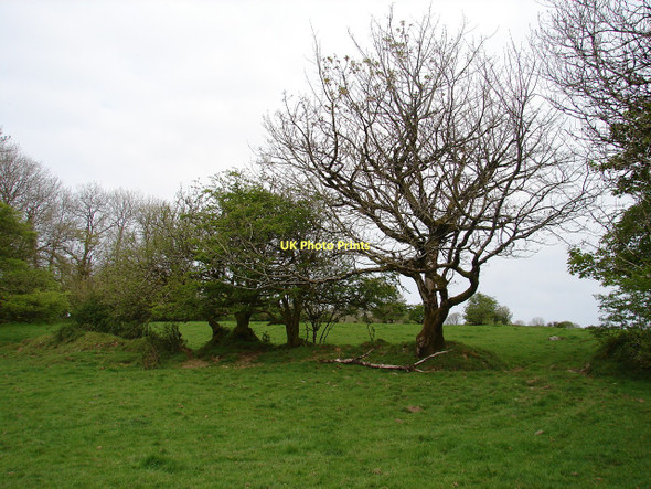 Photo 6"x4" Small trees near Graig Farm Hermon\/SN2031 c2011