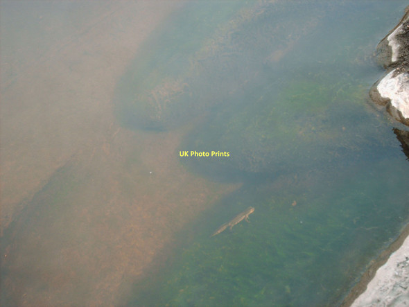 Photo 6"x4" Unidentified newt Pennant\/SH8759 c2011