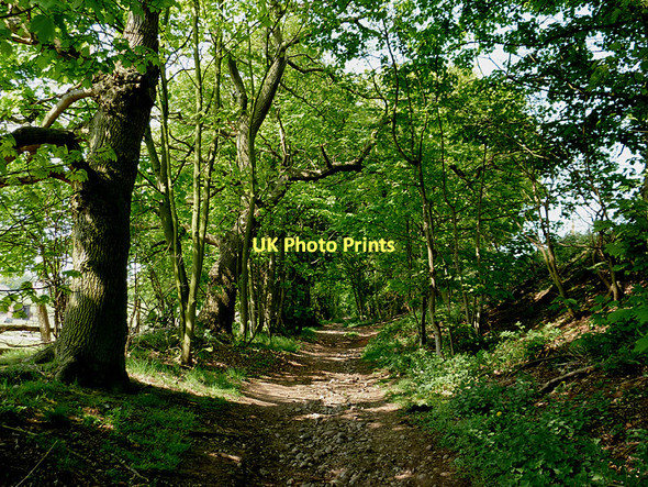 Photo 6"x4" Bridleway to The Million, Staffordshire Prestwood\/SO8686 c2011