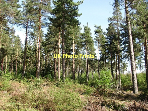 Photo 6"x4" Saltoun Big Wood East Saltoun c2011