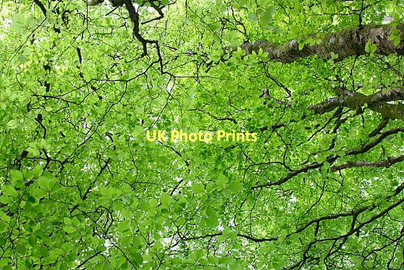 Photo 6"x4" Spring Canopy Broadwindsor c2011