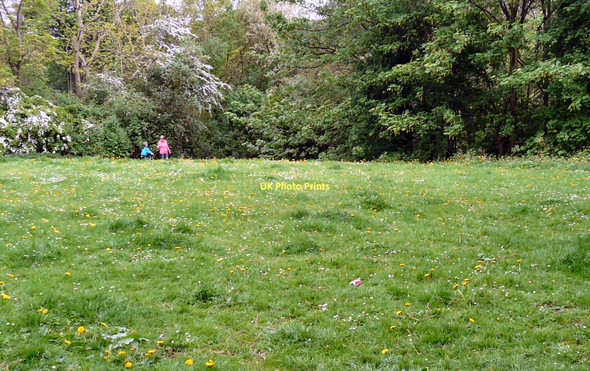 Photo 6"x4" Dandelions at Swains Valley Hyde\/SJ9494 c2011