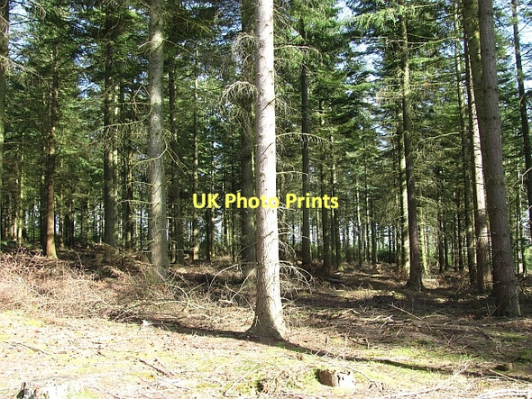 Photo 6"x4" Saltoun Big Wood East Saltoun c2011
