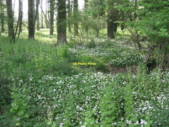 Photo 6"x4" Wildflowers by the Stratford-upon-Avon Canal: 2 Barnmoor Green c2011
