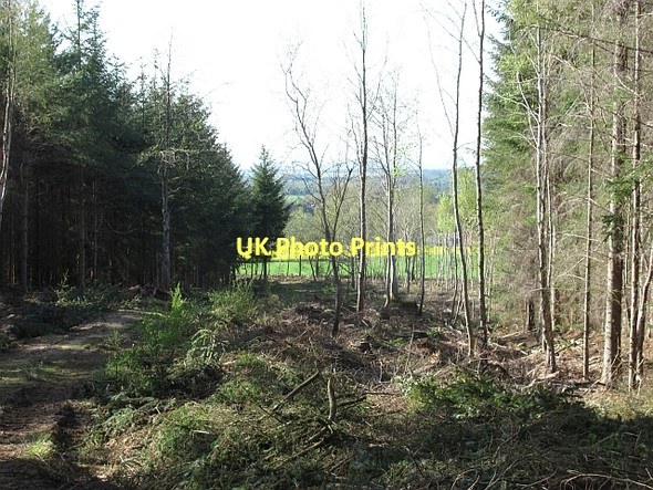 Photo 6"x4" Thinned area, Saltoun Big Wood West Saltoun c2011