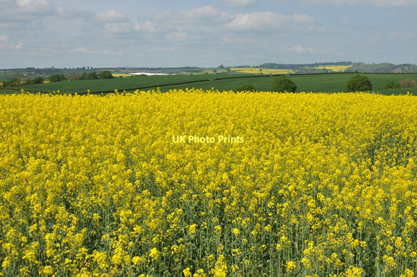 Photo 6"x4" Oilseed rape at Bromsash Bromsash c2011