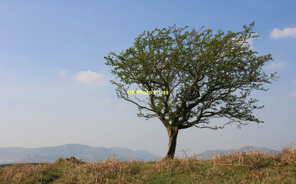 Photo 6"x4" Windswept hawthorn Dolgellau c2011