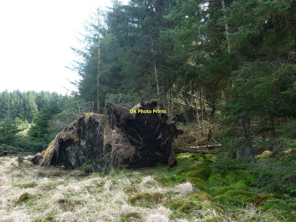 Photo 6"x4" Forestry on Corpach Hill Achaphubuil c2011
