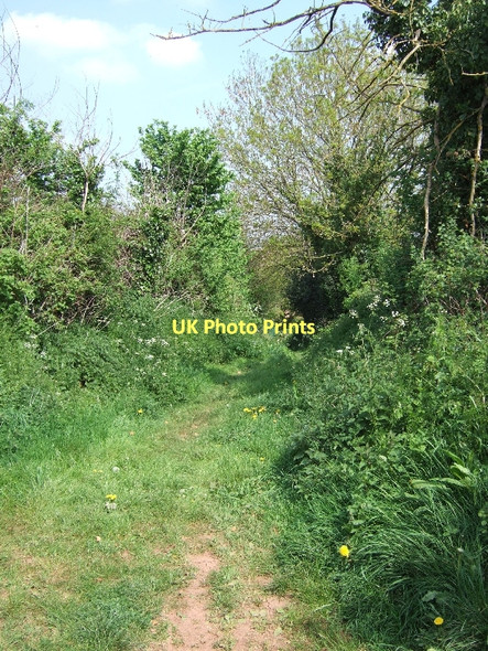Photo 6"x4" Footpath south of Sturridge Crediton c2011