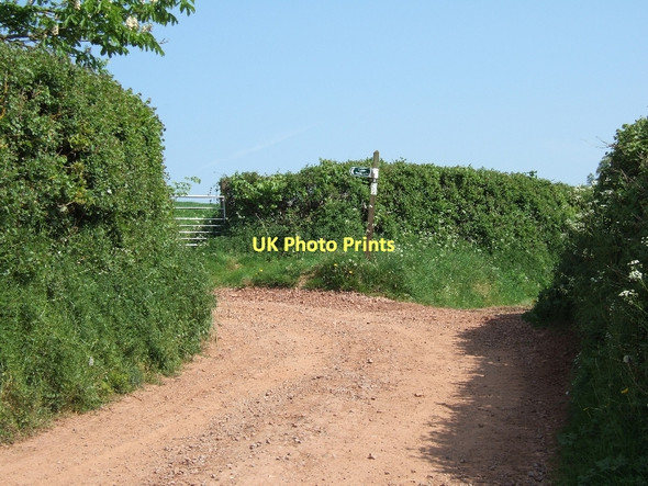 Photo 6"x4" Footpath north from Upton Hellions to Bremridge Farm Upton Hellions c2011