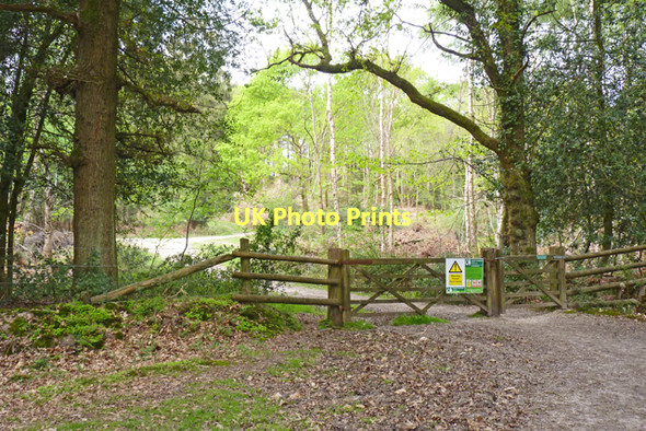 Photo 6"x4" Entrance to Holmsley Inclosure Bisterne Close c2011