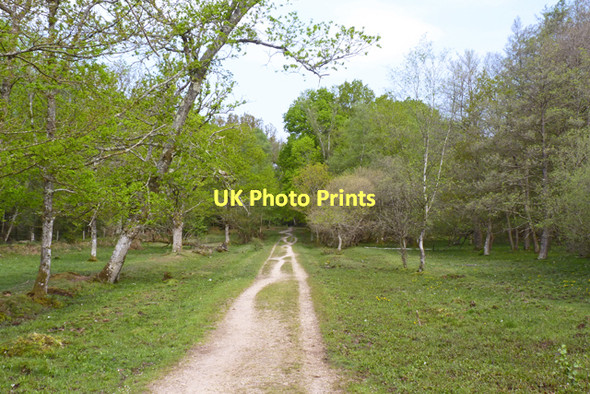 Photo 6"x4" Path through Holmsley Inclosure Bisterne Close c2011