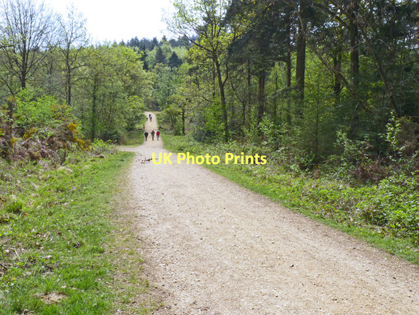 Photo 6"x4" Track at Holmsley Inclosure Bisterne Close c2011