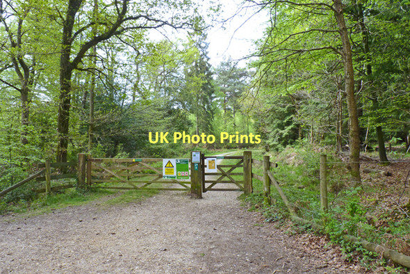 Photo 6"x4" Entrance to Holmsley Inclosure Bisterne Close c2011