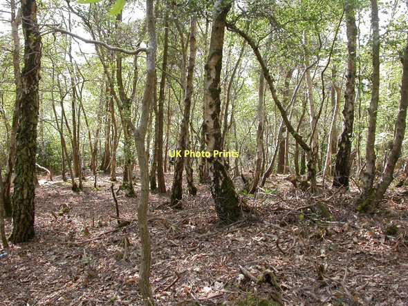 Photo 6"x4" Broadstone, coppice Broadstone\/SZ0095 c2011