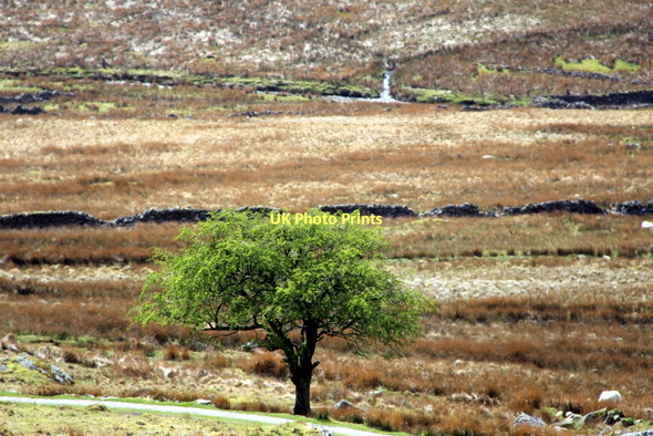 Photo 6"x4" Tree, Snowdonia National Park Nant Peris or Old Llanberis c2011