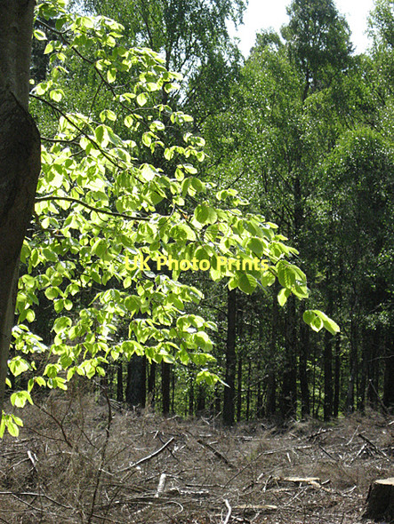 Photo 6"x4" Beech Leaves Fochabers c2011