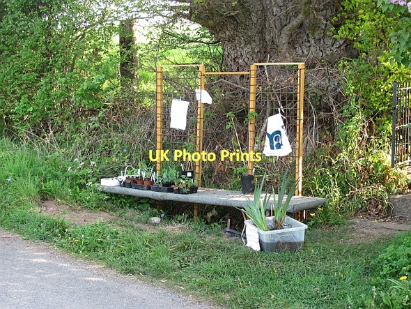 Photo 6"x4" Plant stall Aston\/SO4662 c2011