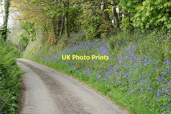 Photo 6"x4" Lanivet: bluebell bank Bokiddick c2011