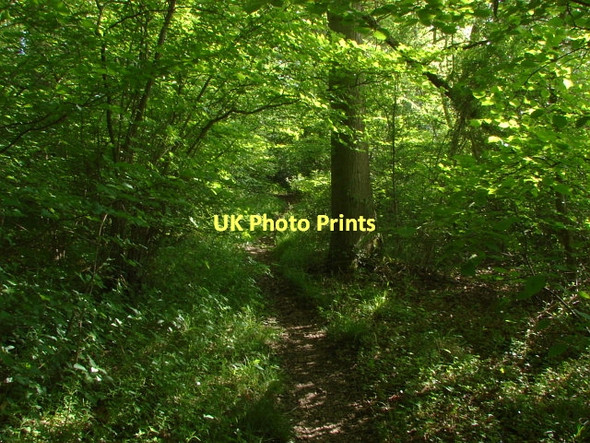Photo 6"x4" Woodland, Poyle Park Seale c2011