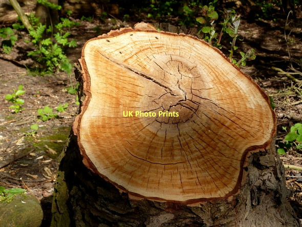Photo 6"x4" Example of chopped trees by the Stockley trail Bolsover c2011