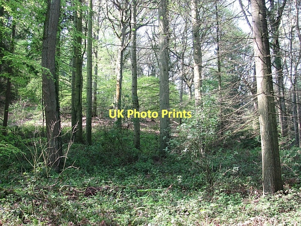 Photo 6"x4" Oaker Wood Bicton\/SO4663 c2011