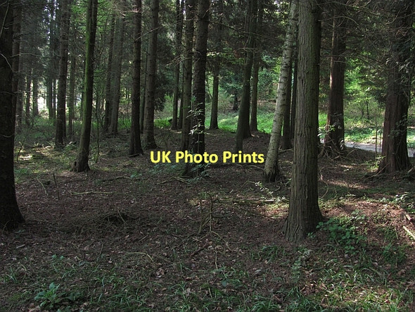 Photo 6"x4" Oaker Wood Bicton\/SO4663 c2011 P1