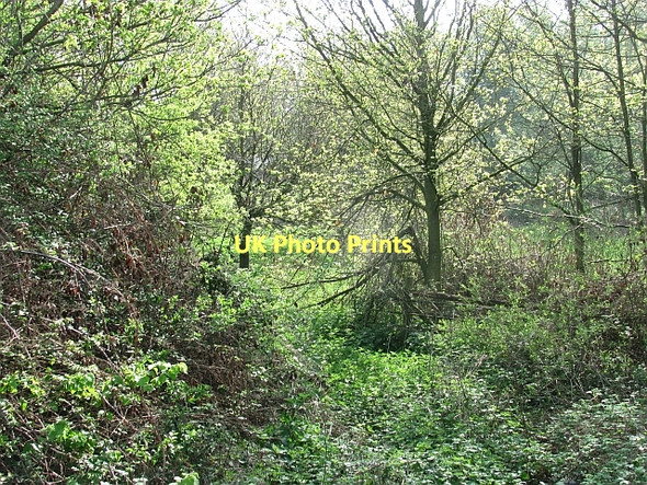Photo 6"x4" Woodland, Bicton Yarpole c2011