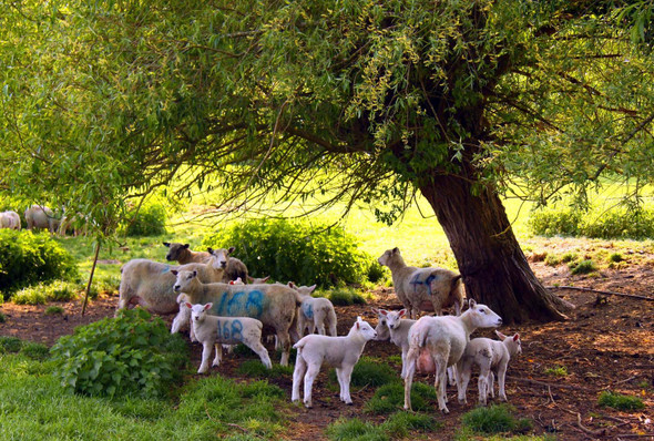 Photo 6"x4" Sheep under a tree Shillingford\/SU5992 c2011