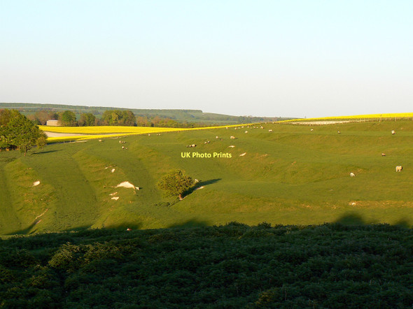 Photo 6"x4" Strip lynchets and sheep in the evening sun, Bishopstone, Swindon Bishopstone\/SU2483 c2011