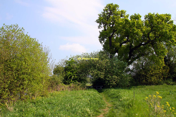 Photo 6"x4" The Thames Path to Shillingford Bridge Shillingford\/SU5992 c2011