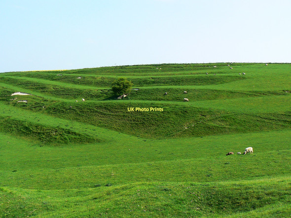 Photo 6"x4" Sheep and strip lynchets, south of Bishopstone, Swindon Bishopstone\/SU2483 c2011