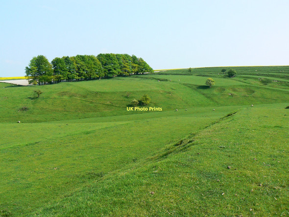 Photo 6"x4" Trees and a field system south of Bishopstone, Swindon Bishopstone\/SU2483 c2011