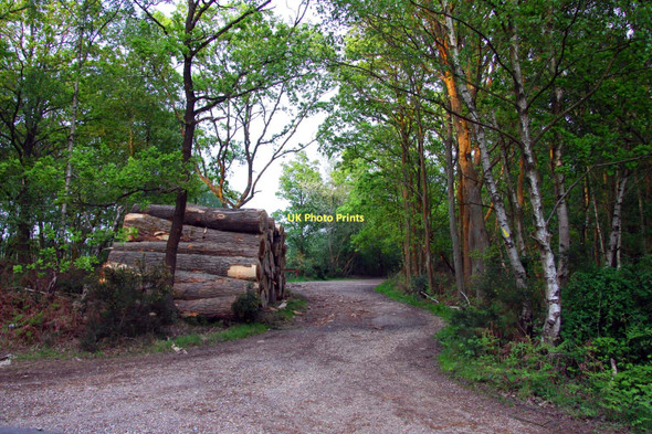 Photo 6"x4" Logs by a track on Bucklebury Common Midgham c2011