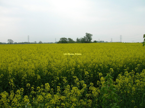 Photo 6"x4" Crop field off Bad Bargain Lane Tang Hall\/SE6252 c2011