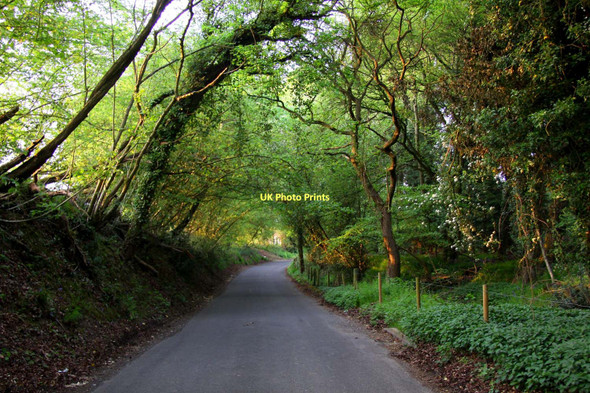 Photo 6"x4" Briff Lane to Bucklebury Bucklebury c2011