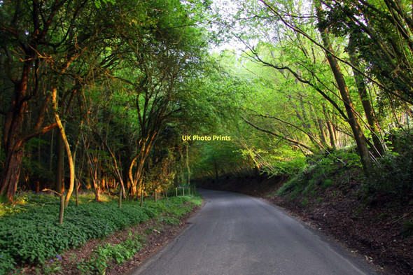 Photo 6"x4" Briff Lane to Upper Bucklebury Bucklebury c2011