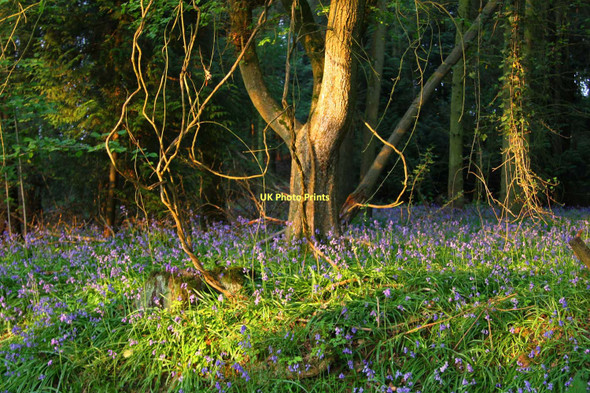 Photo 6"x4" Bluebells in Redhill Copse Bucklebury c2011