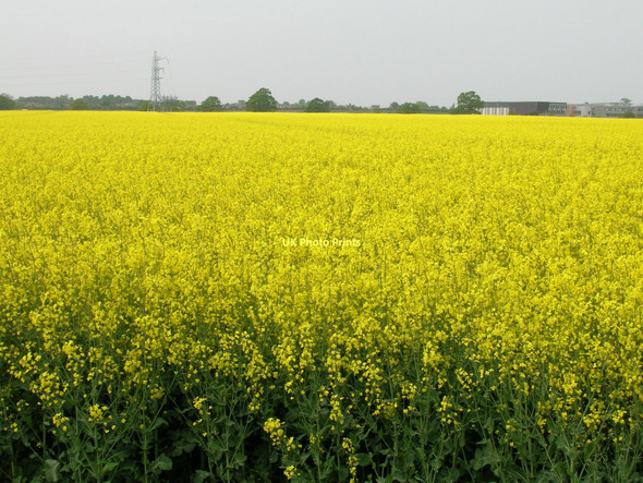 Photo 6"x4" Farmland near Grange Farm Heslington c2011