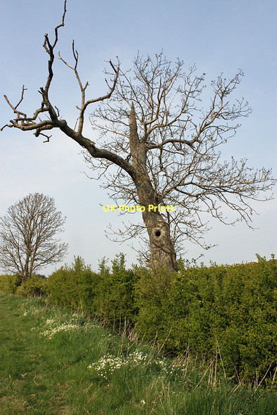 Photo 6"x4" Dead tree by a bridleway Normanby\/SE7381 c2011