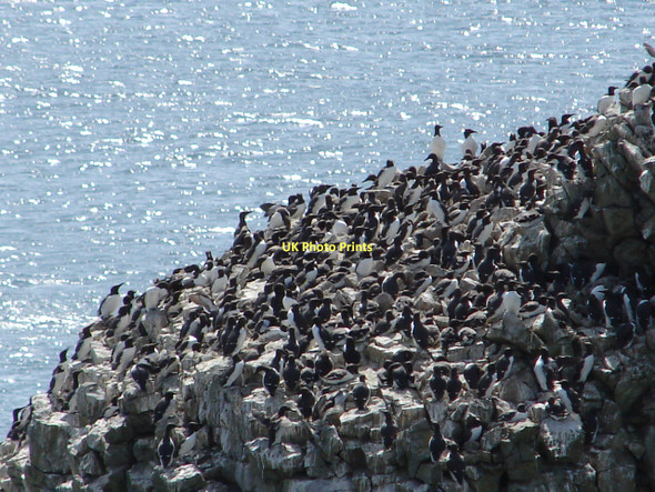 Photo 6"x4" Guillemots at the Elegug Stacks Merrion\/SR9397 c2011