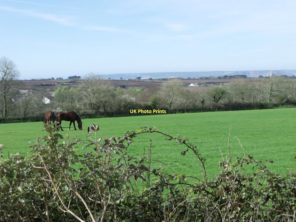 Photo 6"x4" Field of horses, St. Hilary, Cornwall Chynoweth c2011