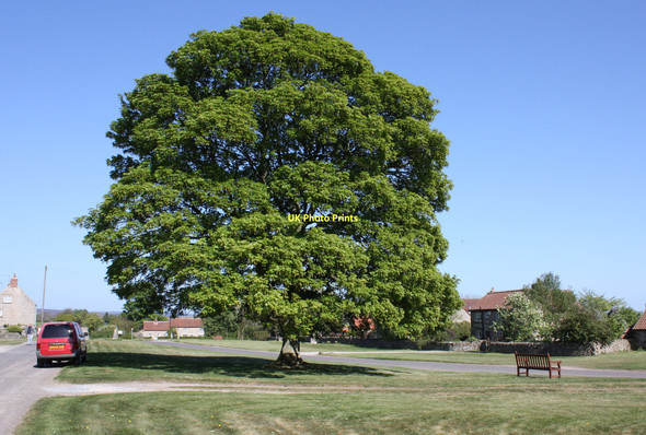 Photo 6"x4" Mature tree on Fadmoor Green Fadmoor c2011