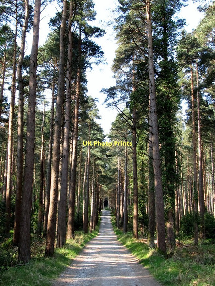 Photo 6"x4" An avenue of stately trees in Donard Wood Newcastle\/J3732 c2011