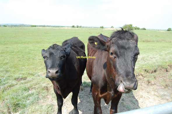 Photo 6"x4" Cows on the Manxey Levels Pevensey Bay\/TQ6504 c2011