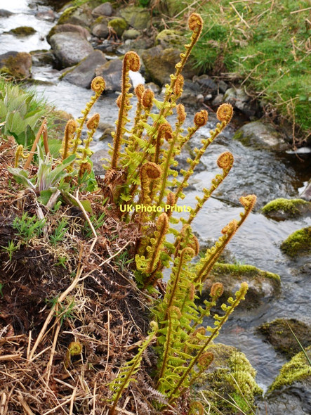 Photo 6"x4" Fern 'fiddles' by the Spartley Burn Alnham c2011